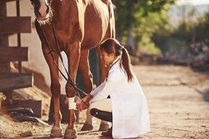 en utilisant un bandage pour guérir la jambe. vétérinaire femelle examinant le cheval à l'extérieur à la ferme pendant la journée photo