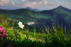 vue rapprochée de l'herbe à la montagne aux beaux jours photo