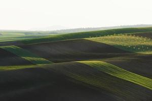 belle nature. ligne d'arbres frais sur les champs agricoles verts pendant la journée photo