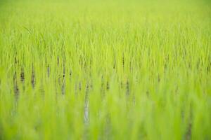 gros plan d'un riz déposé photo