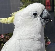oiseau cacatoès exotique blanc intelligent perché dans le sanctuaire d'oiseaux, interagissant avec les visiteurs photo