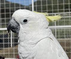 oiseau cacatoès exotique blanc intelligent perché dans le sanctuaire d'oiseaux, interagissant avec les visiteurs photo