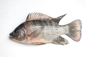 tilapia isolé sur fond blanc, poisson tilapia cru frais de la ferme de tilapia - vue de dessus photo