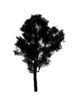 silhouette d'arbre pour pinceau sur fond blanc photo