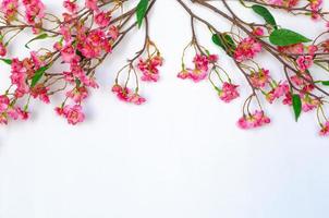 fleurs de fleurs chinoises pour l'ornement du nouvel an chinois sur fond blanc. photo