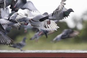 Pigeon de course de vitesse survolant le piège du loft d'accueil