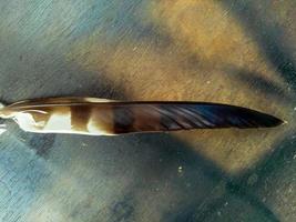 gros plan d'une plume d'aigle sur un fond de texture en bois photo