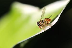 La fleur d'accouplement vole un après-midi de juin photo