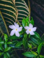 Le jasmin est une plante à fleurs ornementales sous la forme d'un arbuste dressé qui vit des années. photo