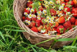 bouquet de camomille dans un panier avec des fraises mûres rouges photo