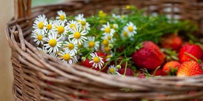 bouquet de camomille dans un panier avec des fraises mûres, gros plan photo