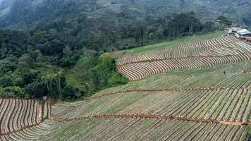 paysage de jardin de fraises avec lever de soleil à doi ang khang, chiang mai, thaïlande. photo