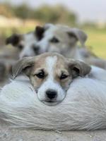 printemps, concept d'été, chiot chien de compagnie heureux et ludique courant dans l'herbe et animal de compagnie à l'écoute photo