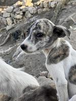 printemps, concept d'été, chiot chien de compagnie heureux et ludique courant dans l'herbe et animal de compagnie à l'écoute photo