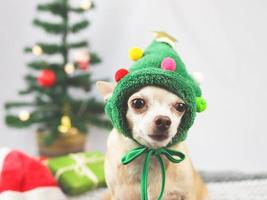 chien chihuahua aux cheveux courts brun portant un chapeau d'arbre de noël assis et regardant la caméra avec des coffrets cadeaux verts et un arbre de noël sur fond blanc. photo