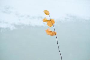 branche avec une feuille jaune sur fond de glace turquoise, espace de copie photo