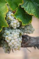 vignoble avec des raisins de cuve mûrs et luxuriants sur la vigne prêts pour la récolte photo