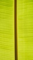 feuilles de bananier texturées, arrière-plan abstrait photo