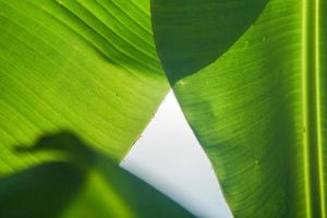 palmier à feuilles de bananier tropical sur fond de ciel ensoleillé photo