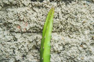 plantes fruitières du dragon qui sont épineuses comme des vignes de cactus et collent aux parois rocheuses photo