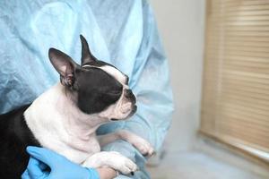 chien de compagnie boston terrier à la réception chez le médecin vétérinaire de la clinique vétérinaire. concept de soins aux animaux. services vétérinaires. soins de santé pour animaux de compagnie photo