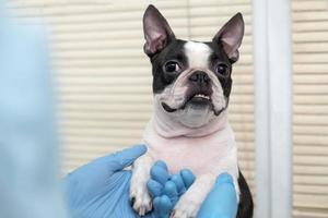 chien de compagnie boston terrier à la réception chez le médecin vétérinaire de la clinique vétérinaire. concept de soins aux animaux. services vétérinaires. soins de santé pour animaux de compagnie photo