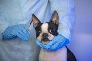 chien de compagnie boston terrier à la réception chez le médecin vétérinaire de la clinique vétérinaire. concept de soins aux animaux. services vétérinaires. soins de santé pour animaux de compagnie photo