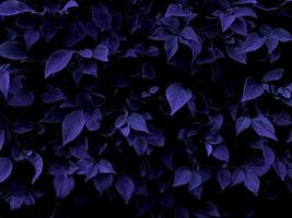 feuille en texture violet foncé, motif abstrait nature background.utilisé pour créer des arrière-plans ou des fonds d'écran avec un espace pour le texte. photo