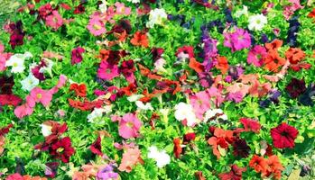 pétunia rose, surfinia, en pleine floraison dans le jardin parmi le vert laisse l'arrière-plan flou, point de mise au point sélectif. photo