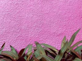 texture transparente du mur de ciment rose une surface rugueuse, il y a des feuilles décoratives en dessous. avec un espace pour le texte, papier peint en ciment, pour un arrière-plan. photo