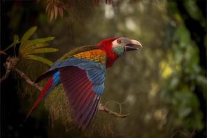 oiseau d'amérique du sud dans l'habitat naturel photo