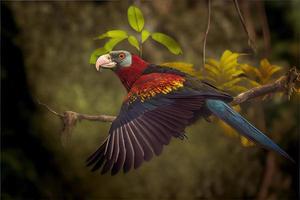 oiseau d'amérique du sud dans l'habitat naturel photo