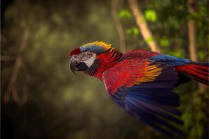 oiseau d'amérique du sud dans l'habitat naturel photo