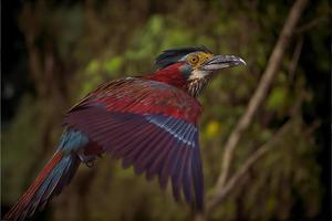 oiseau d'amérique du sud dans l'habitat naturel photo