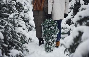 jeune couple marchant avec un nouvel arbre de noël pour les vacances en plein air photo