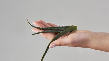 vue rapprochée de la main de la femme avec des branches d'aloe vera frais photo