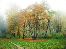 forêt d'automne et soleil photo