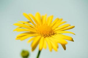 fleur de marguerite jaune photo