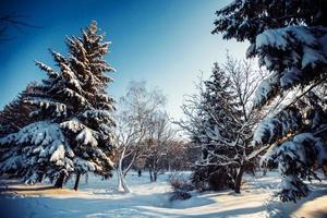 parc d'hiver dans la neige photo