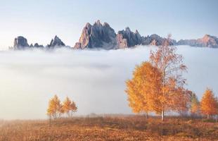 arbre brillant sur une pente de colline avec des poutres ensoleillées dans une vallée de montagne couverte de brouillard. magnifique scène du matin. feuilles d'automne rouges et jaunes. carpates, ukraine, europe. découvrir le monde de la beauté photo