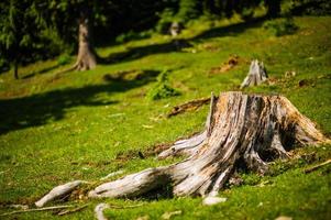 grande souche d'arbre dans la forêt d'été photo