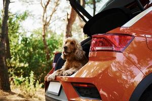 le chien est sur la banquette arrière d'une voiture moderne garée dans la forêt photo