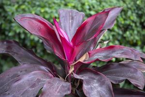 la texture naturelle des fleurs de feuilles de cordyline rose violet coloré peut être utilisée comme fond d'écran photo