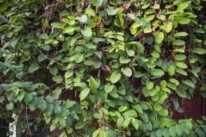 vue naturelle le fond texturé de la feuille verte de la plante photo