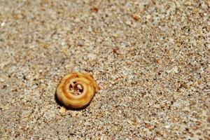 voyage sur l'île de koh lanta, en thaïlande. coquillages sur la plage de sable. photo