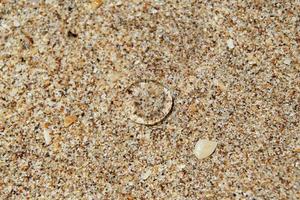 voyage sur l'île de koh lanta, en thaïlande. méduse transparente sur la plage de sable. photo