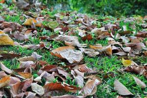 voyage à chiang mai, thaïlande. les feuilles d'automne colorées sur une herbe dans une forêt par une journée ensoleillée. photo