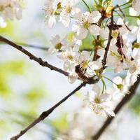 abeille sur fleurs de cerisier photo