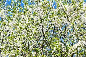 couronne de cerisier en fleurs blanches