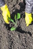 agriculteur plantant des pousses de chou dans un sol labouré photo